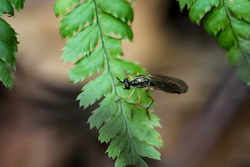 Insekten, Fliegen Mücken auf einer Pflanze