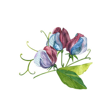 watercolor sweet pea flowers on white clip art preview