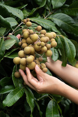 Caring for the longan.
