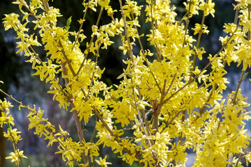 Forsythia with beautiful yellow flowers in city park in spring, closeup view.