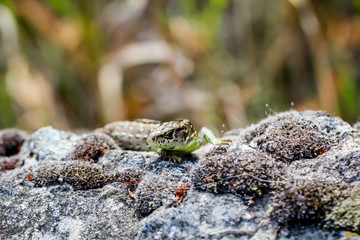 Weibliche Zauneidechse versteckt sich im Gras