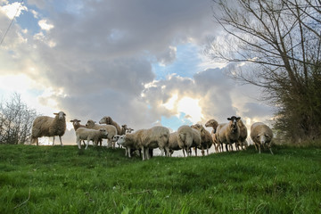 Obraz premium Sheep at the top of a green meadow and sky and sun background behind clouds 