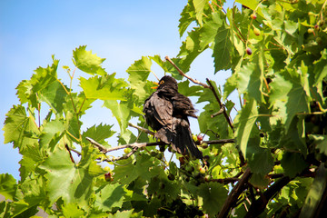Eine Amsel versteckt sich zwischen und unter Blättern einer Pflanze, Baumes