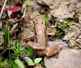 Braunfrosch auf dem Boden im Wald