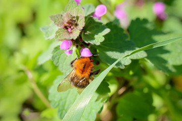 eine Biene, Hummel, Schwebfliege auf einer Pflanze
