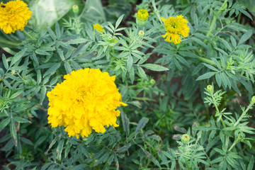 velvet calendula flowers in green leaves