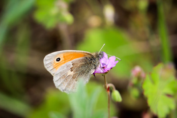ein Falter, Schmetterling sitzt auf einer Blüte