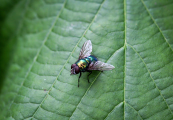 Insekten, Fliegen Mücken auf einer Pflanze