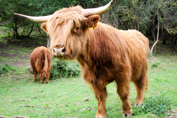 Hochlandrinder, Rinder mit riesigen Hörnern auf der Weide