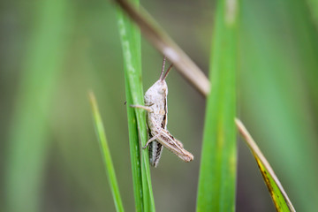 Grashopfer, Grille zwischen Gräsern