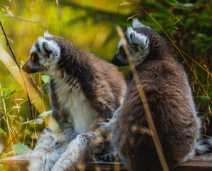 Lemur na polanie - obrazy, fototapety, plakaty