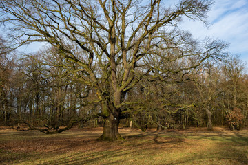 alter einzeln stehender Baum in Parkanlage