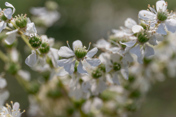 Semicircle of delicate white flowers close-up on a background of green foliage