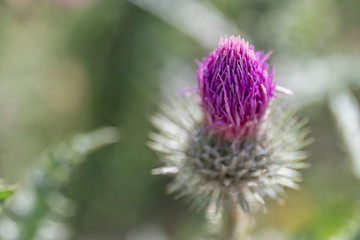 Close-up lilac flower of a burdock on a beautiful green background