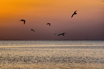 Fototapeta na wymiar möwen fliegen in den sonnenuntergang am meer bis zum horizont