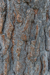 bark, tree, texture, wood, nature, pattern, brown, abstract, trunk, pine, forest, old, textured, rough, plant, oak, detail, surface, natural, wooden, closeup, backgrounds, material, woods, timber