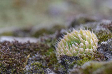 Naklejka na ściany i meble Macro moss and succulents on a stone in the steppe