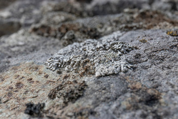 Texture of gray warm stone in the summer in the Altai steppe