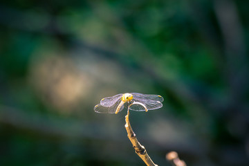 Dragonfly in green nature background.