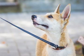 Young dog of breed a husky (laika) on a leash. Closeup portrait of dog in profile_