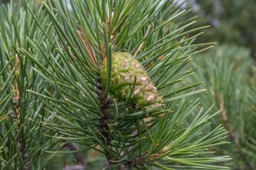 Young pine cone on a pine tree branch