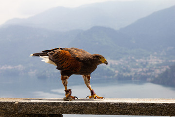 Eagle falconry walks on a stone fence against the backdrop of beautiful defocused lake Como and...