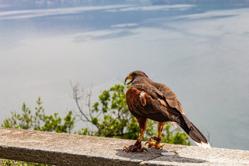 Eagle falconry walks on a stone fence against the backdrop of beautiful defocused lake Como and alps mountains. At a Falcon Centre in Castello di Vezio. Varenna, Italy, Europe