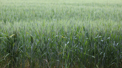 champs de céréales