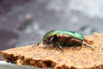 cétoine doré au repos 