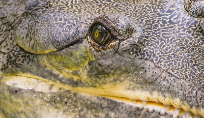 Crocodile eye close up