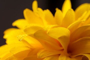 Macro photo of yellow flower , close-up. Floral and natural background. Top view.
