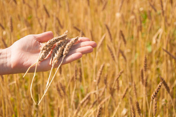 Fototapeta na wymiar hand hold the bouquet of the wheat against the yellow field