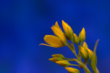 Yellow flowers bad on blue background. Copy space for text.