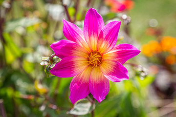 Fototapeta premium A pretty pink dahlia in a summer garden, with a shallow depth of field