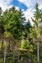 Black Forest in Bavaria, Germany. Untouched nature with mountains, forests, lakes and enchanting countries. The mountains near Lake Mummelsee with the mermaid statue.