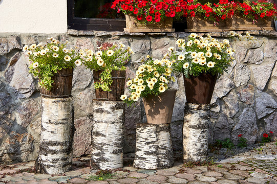 a few birtch stump with flowers, and stone wall..