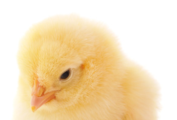 Small yellow chicken.
