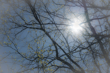 Photo of very young birch leaves from buds against of Sun at very bright day with blue sky, diffused background
