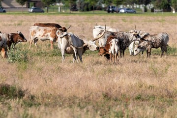 Longhorn cattle in field or pasture.