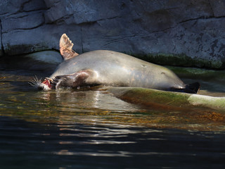 Fototapeta premium Seal playing in water