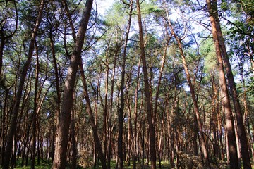 Fototapeta premium Low angle view on tree crowns of typical dutch conifer forest - Netherlands, Limburg between Roermond and Venlo