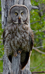 Great Gray Owl