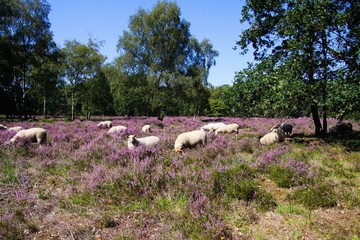 View on herd of sheep grazing in glade of dutch forest  heathland with purple blooming heather...