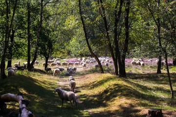 View on herd of sheep grazing in glade of dutch forest  heathland with purple blooming heather...