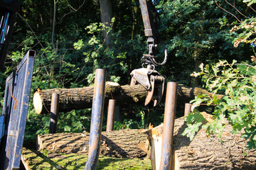 VIERSEN, GERMANY - AUGUST 24. 2019: View on forestry work. A forest crane loads cut down tree trunks on trailer.