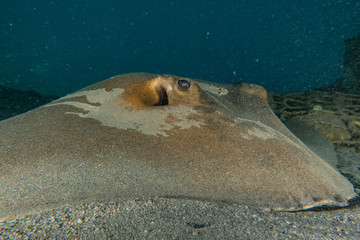 Cowtail Stingray On the seabed  in the Red Sea