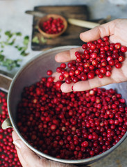 A handful of raw organic fresh cowberry or lingonberry