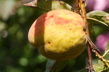 Little peach ripening on a peach tree in an orchard during summer