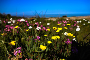 field of flowers and blue sky at langebaan south africa