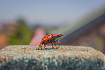 A small red insect